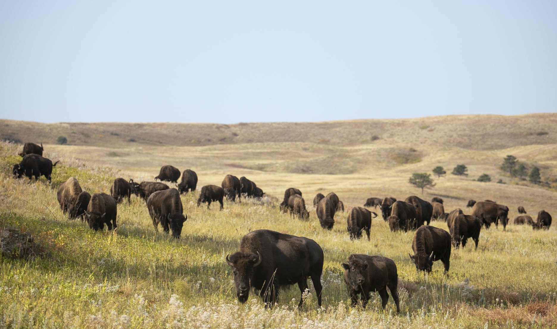 Buffalo Roundup Preview